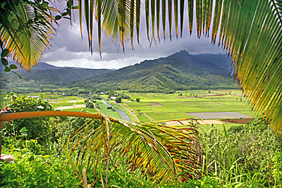 North Shore of Kauai - taro fields